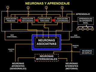 NEURONAS Y APRENDIZAJE
ASOCIACIÓN
PRIMARIA
ASOCIACIÓN
SECUNDARIA
ASOCIACIÓN
TERCIARIA
ASOCIACIÓN
CUATERNARIA
APRENDIZAJES
DE DIFERENTE
NIVEL
NEURONAS
INTERNUNCIALES
NEURONAS
EN ESPEJO
NEURONAS
EFERENTES
(MOTORAS)
NEURONAS
AFERENTES
(SENSORIALES)
NEURONAS
ASOCIATIVAS SINAPSIS
CON...
QUE
RESPONDEN...
SINAPSIS
CON...
QUE
CONFORMAN...
1 2 3 4
APRENDIZAJE
1 2 3 4
 