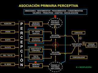 EMOCIONES - SENTIMIENTOS - PENSAMIENTOS - CONOCIMIENTOS
VALORES – PRINCIPIOS - HABITOS - SOCIALIZACIÓN
ASOCIACIÓN PRIMARIA PERCEPTIVA
EL SEXO
AUDICIÓN
VISIÓN
GUSTO
OLFATO
PIEL- TACTO
P
E
R
C
E
P
C
I
Ó
N
MEMORIA
SENSORIAL
DE VISIÓN
AUDITIVA
KINESTÉSICO
CORPORAL
TACTIL
CORPORAL
MEMORIA
SEXSUAL
PENSAR LO
PERCIBIDO
(REFLEXIÓN)
RELACIÓN
INTEGRACIÓN
OLFATIVA
GUSTATIVA
RELACIÓN
INTEGRACIÓN
SENTIR LO
PERCIBIDO
(REFLEXIÓN)
PERCEPCIÓN
HOLÍSTICA
LENGUAJE
PENSAR
SISTEMICO
CORPORALIDAD
R
R
R
R
R = RESPUESTA!
 