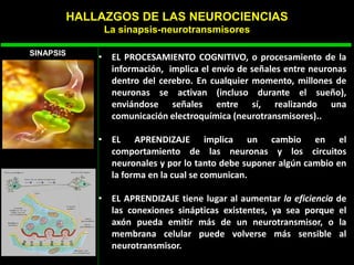 • EL PROCESAMIENTO COGNITIVO, o procesamiento de la
información, implica el envío de señales entre neuronas
dentro del cerebro. En cualquier momento, millones de
neuronas se activan (incluso durante el sueño),
enviándose señales entre sí, realizando una
comunicación electroquímica (neurotransmisores)..
• EL APRENDIZAJE implica un cambio en el
comportamiento de las neuronas y los circuitos
neuronales y por lo tanto debe suponer algún cambio en
la forma en la cual se comunican.
• EL APRENDIZAJE tiene lugar al aumentar la eficiencia de
las conexiones sinápticas existentes, ya sea porque el
axón pueda emitir más de un neurotransmisor, o la
membrana celular puede volverse más sensible al
neurotransmisor.
HALLAZGOS DE LAS NEUROCIENCIAS
La sinapsis-neurotransmisores
SINAPSIS
 