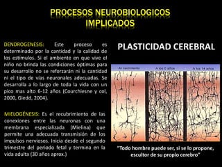 PROCESOS NEUROBIOLOGICOS
IMPLICADOS
PLASTICIDAD CEREBRALDENDROGENESIS: Este proceso es
determinado por la cantidad y la calidad de
los estímulos. Si el ambiente en que vive el
niño no brinda las condiciones óptimas para
su desarrollo no se reforzarán ni la cantidad
ni el tipo de vías neuronales adecuadas. Se
desarrolla a lo largo de toda la vida con un
pico mas alto 6-12 años (Courchiesne y col,
2000, Giedd, 2004).
MIELOGÉNESIS: Es el recubrimiento de las
conexiones entre las neuronas con una
membrana especializada (Mielina) que
permite una adecuada transmisión de los
impulsos nerviosos. Inicia desde el segundo
trimestre del periodo fetal y termina en la
vida adulta (30 años aprox.)
“Todo hombre puede ser, si se lo propone,
escultor de su propio cerebro”
 