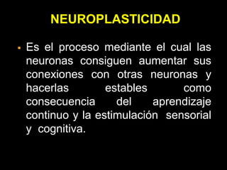NEUROPLASTICIDAD
 Es el proceso mediante el cual las
neuronas consiguen aumentar sus
conexiones con otras neuronas y
hacerlas estables como
consecuencia del aprendizaje
continuo y la estimulación sensorial
y cognitiva.
 