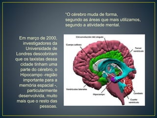 Em março de 2000,
investigadores da
Universidade de
Londres descobriram
que os taxistas dessa
cidade tinham uma
parte do cérebro, o
Hipocampo -região
importante para a
memória espacial -,
particularmente
desenvolvida, muito
mais que o resto das
pessoas.
“O cérebro muda de forma,
segundo as áreas que mais utilizamos,
segundo a atividade mental.
 