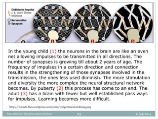 11/14/2014Education for Transformation Seminar 23
http://civicedu.files.wordpress.com/2009/02/gehirnentwicklung.png
In the young child (1) the neurons in the brain are like an even
net allowing impulses to be transmitted in all directions. The
number of synapses is growing till about 2 years of age. The
frequency of impulses in a certain direction and connection
results in the strengthening of those synapses involved in the
transmission, the ones less used diminish. The more stimulation
and diversity the more complex the neural structural network
becomes. By puberty (2) this process has come to an end. The
adult (3) has a brain with fewer but well established pass ways
for impulses. Learning becomes more difficult.
 
