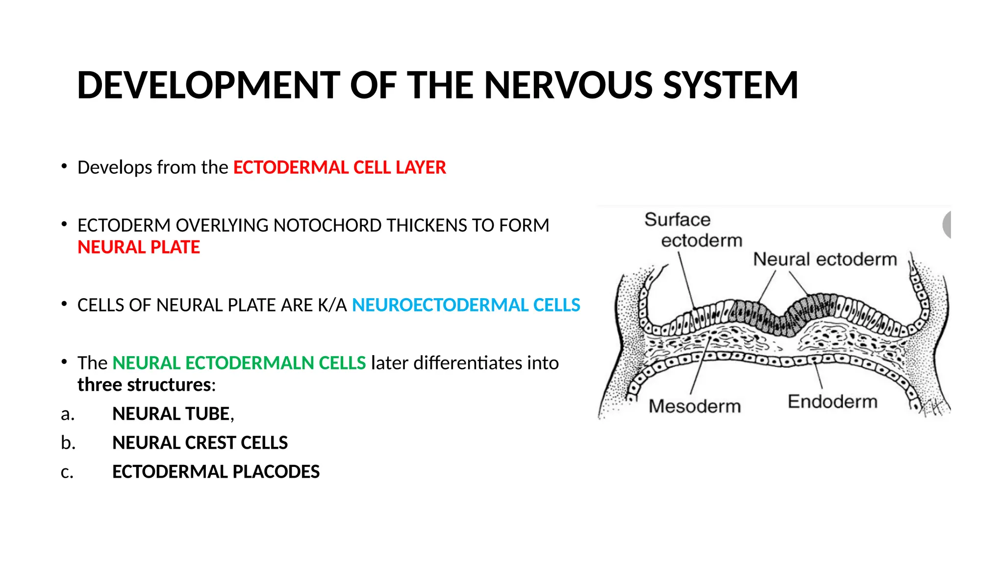 NEUROEMBRYOLOGY autosaved clinical significance | PPTX