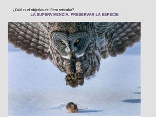 ¿Cuál es el objetivo del filtro reticular?
LA SUPERVIVENCIA. PRESERVAR LA ESPECIE
 