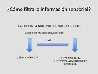 LA SUPERVIVENCIA. PRESERVAR LA ESPECIE
¿Cómo filtra la información sensorial?
Capta la información nueva/cambiado .
¿ES UNA AMENAZA? ¿PUEDE MEJORAR MI
SUPERVIEVNCIA EN UN FUTURO?
CURIOSIDAD
NO
 