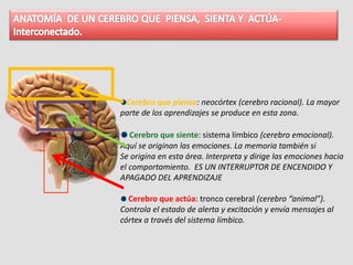 Cerebro que piensa: neocórtex (cerebro racional). La mayor
parte de los aprendizajes se produce en esta zona.
Cerebro que siente: sistema límbico (cerebro emocional).
Aquí se originan las emociones. La memoria también si
Se origina en esta área. Interpreta y dirige las emociones hacia
el comportamiento. ES UN INTERRUPTOR DE ENCENDIDO Y
APAGADO DEL APRENDIZAJE
Cerebro que actúa: tronco cerebral (cerebro “animal”).
Controla el estado de alerta y excitación y envía mensajes al
córtex a través del sistema límbico.
 