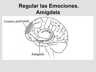 Regular las Emociones.
Amígdala
 