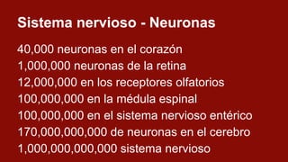 Cerebro: Especificaciones técnicas
170,000,000,000 de células de las cuales
86,000,000,000 son neuronas de las cuales
69,0...