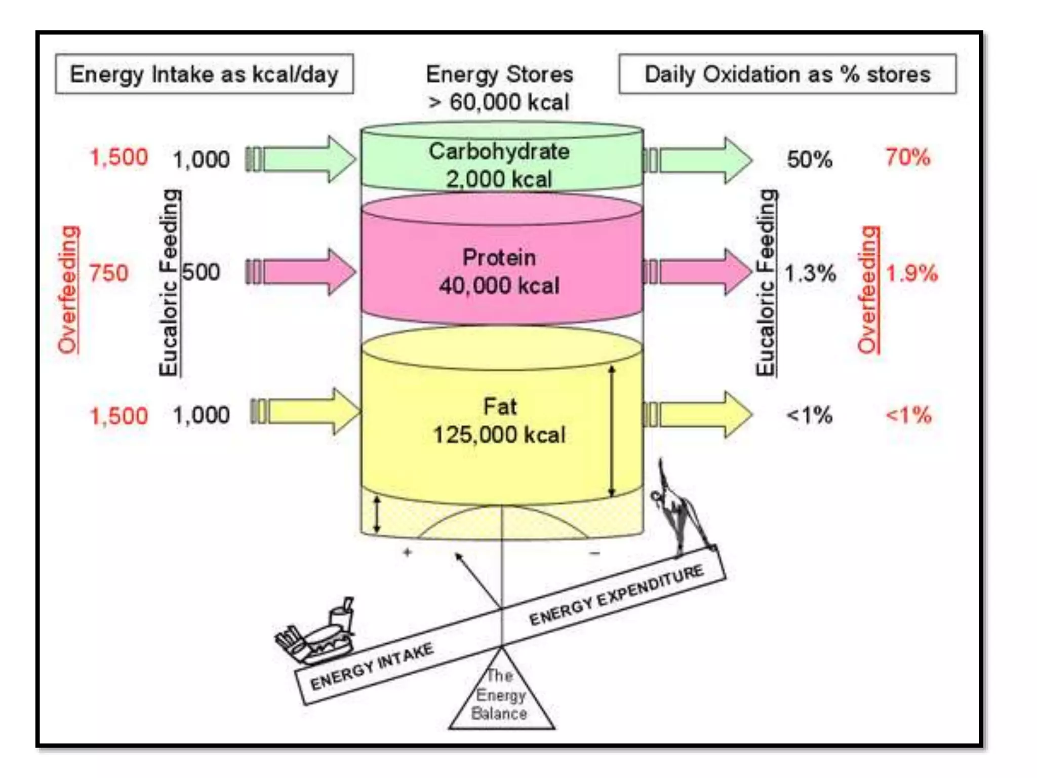 Neuroendocrine regulation of energy | PPTX