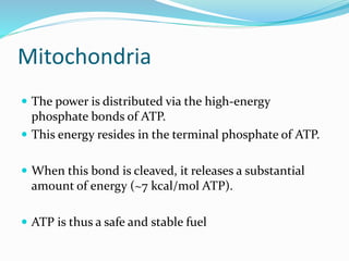 Mitochondria
 The power is distributed via the high-energy
phosphate bonds of ATP.
 This energy resides in the terminal ...
