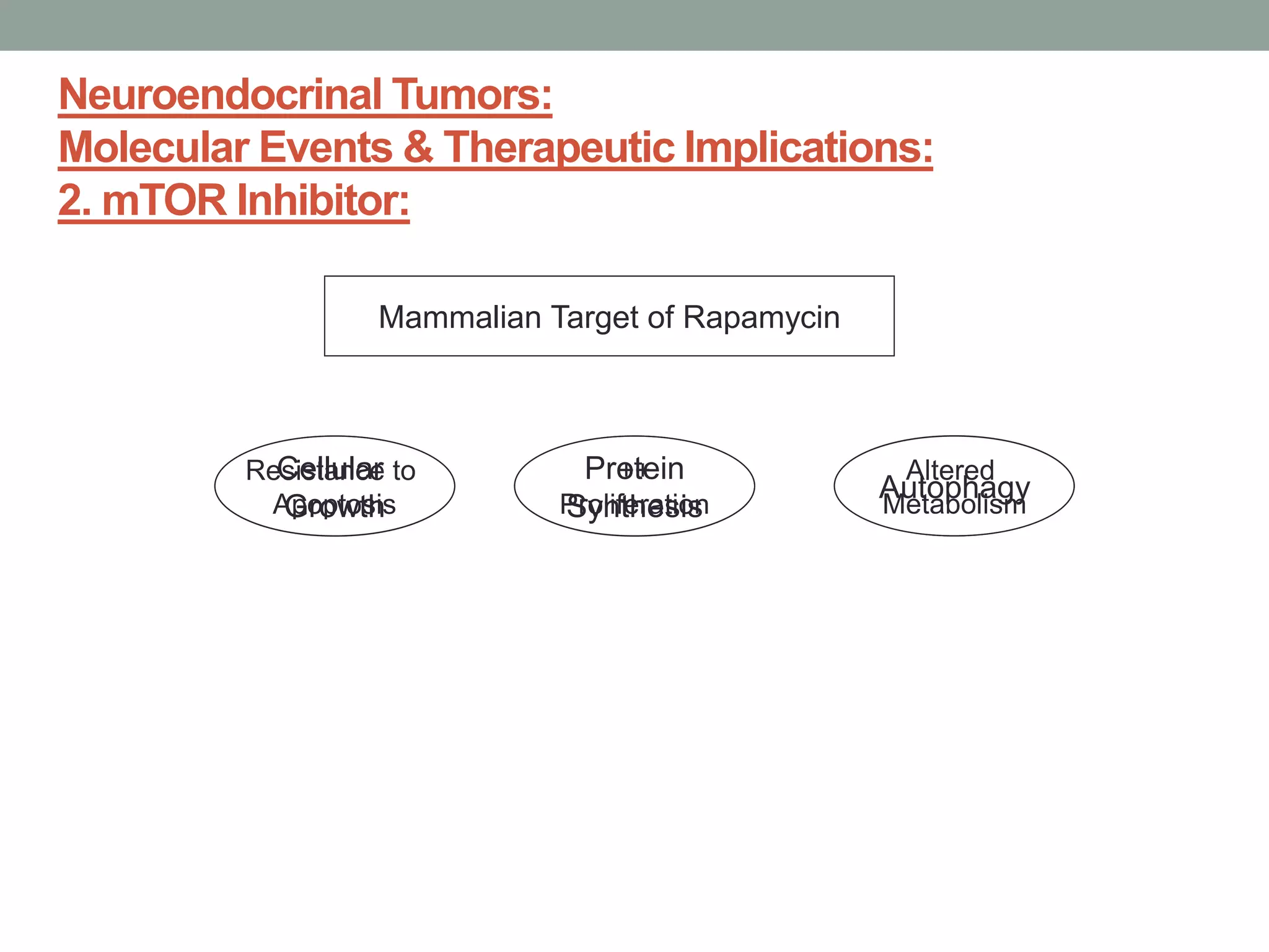 Neuroendocrinal Tumors:
Molecular Events & Therapeutic Implications:
2. mTOR Inhibitor:
Mammalian Target of Rapamycin
Cellular
Growth
Protein
Synthesis
Autophagy
Resistance to
Apoptosis
++
Proliferation
Altered
Metabolism
 