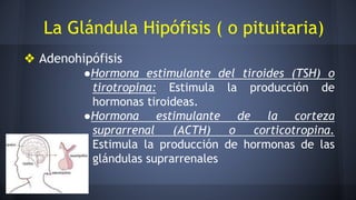 La Glándula Hipófisis ( o pituitaria)
❖ Adenohipófisis
●Hormona estimulante del tiroides (TSH) o
tirotropina: Estimula la producción de
hormonas tiroideas.
●Hormona estimulante de la corteza
suprarrenal (ACTH) o corticotropina.
Estimula la producción de hormonas de las
glándulas suprarrenales
 