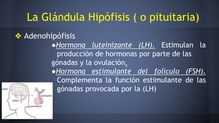 La Glándula Hipófisis ( o pituitaria)
❖ Adenohipófisis
●Hormona luteinizante (LH). Estimulan la
producción de hormonas por parte de las
gónadas y la ovulación.
●Hormona estimulante del folículo (FSH).
Complementa la función estimulante de las
gónadas provocada por la (LH)
 