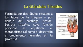 Formada por dos lóbulos situados a
los lados de la tráquea y por
debajo del cartílago tiroide.
Secreta tiroxina, cuya función
principal es equilibrar el
metabolismo así como el desarrollo
y crecimiento normales en la
juventud.
La Glándula Tiroides
 