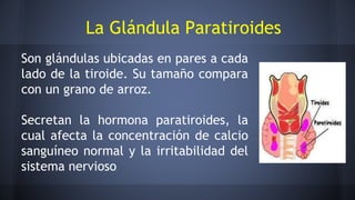 Son glándulas ubicadas en pares a cada
lado de la tiroide. Su tamaño compara
con un grano de arroz.
Secretan la hormona paratiroides, la
cual afecta la concentración de calcio
sanguíneo normal y la irritabilidad del
sistema nervioso
La Glándula Paratiroides
 