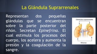 Representan dos pequeñas
glándulas que se encuentran
sobre la parte posterior del
riñón. Secretan Epinefrina. El
cual estimula los procesos del
cuerpo, los acelera y aumenta la
presión y la coagulación de la
sangre.
La Glándula Suprarrenales
 