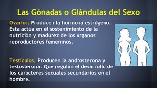 Las Gónadas o Glándulas del Sexo
Ovarios: Producen la hormona estrógeno.
Ésta actúa en el sostenimiento de la
nutrición y madurez de los órganos
reproductores femeninos.
Testículos. Producen la androsterona y
testosterona. Que regulan el desarrollo de
los caracteres sexuales secundarios en el
hombre.
 