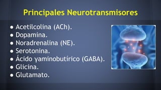 Principales Neurotransmisores
● Acetilcolina (ACh).
● Dopamina.
● Noradrenalina (NE).
● Serotonina.
● Ácido γaminobutírico (GABA).
● Glicina.
● Glutamato.
 