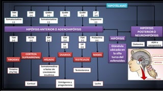 Neuroendocrinologia 