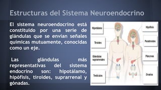 Estructuras del Sistema Neuroendocrino
El sistema neuroendocrino está
constituido por una serie de
glándulas que se envían señales
químicas mutuamente, conocidas
como un eje.
Las glándulas más
representativas del sistema
endocrino son: hipotálamo,
hipófisis, tiroides, suprarrenal y
gónadas.
 