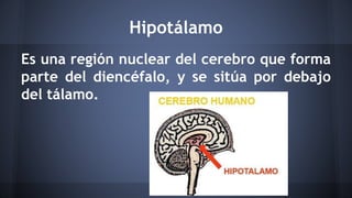 Hipotálamo
Es una región nuclear del cerebro que forma
parte del diencéfalo, y se sitúa por debajo
del tálamo.
 
