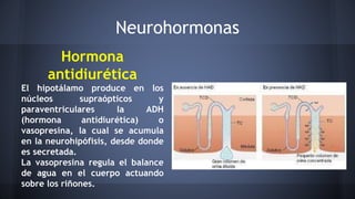 Neurohormonas
Hormona
antidiurética
El hipotálamo produce en los
núcleos supraópticos y
paraventriculares la ADH
(hormona antidiurética) o
vasopresina, la cual se acumula
en la neurohipófisis, desde donde
es secretada.
La vasopresina regula el balance
de agua en el cuerpo actuando
sobre los riñones.
 
