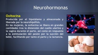 Neurohormonas
Oxitocina
Producida por el hipotálamo y almacenada y
liberada por la neurohipófisis.
En las mujeres, la oxitocina se libera en grandes
cantidades tras la distensión del cuello uterino y
la vagina durante el parto, así como en respuesta
a la estimulación del pezón por la succión del
bebé, facilitando por tanto el parto y la lactancia.
 