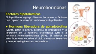 Neurohormonas
Factores hipotalámicos
El hipotálamo segrega diversas hormonas o factores
que regulan la secreción de hormonas hipofisarias.
● Hormona liberadora de gonadotrofina
(GnRH, LHRH o LHRF). Estimula la producción y la
liberación de la hormona luteinizante (LH) y la
hormona foliculoestimulante (FSH). El balance de
estas hormonas coordina el ciclo menstrual femenino
y la espermatogénesis en los hombres.
 