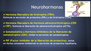 ● Hormona liberadora de tirotropina (TRH).
Estimula la secreción de prolactina (PRL) y de tirotropina (TSH).
● Hormona liberadora de hormona adrenocorticotrópica (CRH
o CRF). Estimula la liberación de adrenocorticotropina (ACTH).
● Somatostatina u hormona inhibidora de la liberación de
somatotropina (GIH). Inhibe la secreción de somatotropina.
● PIF (Factor inhibidor de la liberación de prolactina). Actúa
en forma constante inhibiendo la secreción de prolactina hipofisaria.
Neurohormonas
 