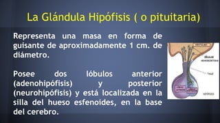 Representa una masa en forma de
guisante de aproximadamente 1 cm. de
diámetro.
Posee dos lóbulos anterior
(adenohipófisis) y posterior
(neurohipófisis) y está localizada en la
silla del hueso esfenoides, en la base
del cerebro.
La Glándula Hipófisis ( o pituitaria)
 