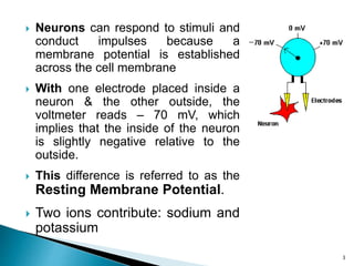  Neurons can respond to stimuli and
conduct impulses because a
membrane potential is established
across the cell membrane
 With one electrode placed inside a
neuron & the other outside, the
voltmeter reads – 70 mV, which
implies that the inside of the neuron
is slightly negative relative to the
outside.
 This difference is referred to as the
Resting Membrane Potential.
 Two ions contribute: sodium and
potassium
3
 