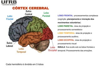CÓRTEX CEREBRAL

                                        LOBO FRONTAL: processamentos complexos
                                        (cognição, planejamento e iniciação dos
                                        movimentos voluntários)
                                        LOBO PARIETAL: área de projeção e
                                        processamento somestésico
                                        LOBO TEMPORAL: área de projeção e
                                        processamento auditivo.
                                        LOBO OCCIPITAL: área de projeção e
                                        processamento visual
                                        INSULA: fica oculto sob os lobos frontais e
                                        temporal. Processamento das emoções.




Cada hemisfério é dividido em 5 lobos
 