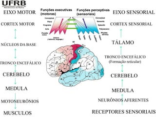 EIXO MOTOR                 EIXO SENSORIAL

CORTEX MOTOR               CORTEX SENSORIAL



NÚCLEOS DA BASE            TÁLAMO

                        TRONCO ENCEFÁLICO
TRONCO ENCEFÁLICO         (Formação reticular)


 CEREBELO                  CEREBELO

  MEDULA                   MEDULA

MOTONEURÔNIOS         NEURÔNIOS AFERENTES


 MUSCULOS           RECEPTORES SENSORIAIS
 