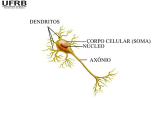 DENDRITOS


             CORPO CELULAR (SOMA)
            NÚCLEO

              AXÔNIO
 