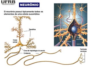 NEURÔNIO

O neurônio possui tipicamente todos os
elementos de uma célula eucariótica
 