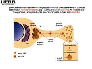 A maquinaria neuronal realiza suas funções metabólicas e sintetiza substâncias químicas
especificas = neurotransmissores, que são armazenadas em vesículas. As vesículas são
    transportadas e armazenadas nos terminais nervosos de onde são secretadas.
 