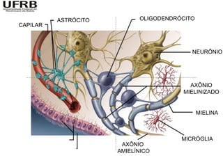 ASTRÓCITO         OLIGODENDRÓCITO
CAPILAR



                                          NEURÔNIO




                                         AXÔNIO
                                       MIELINIZADO


                                              MIELINA



                                       MICRÓGLIA
                       AXÔNIO
                      AMIELÍNICO
 
