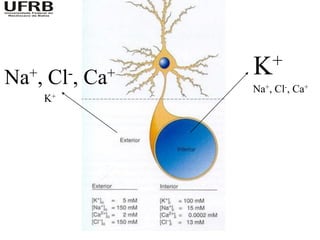 K+
Na +,   Cl -,   Ca+
                      Na+, Cl-, Ca+
        K+
 