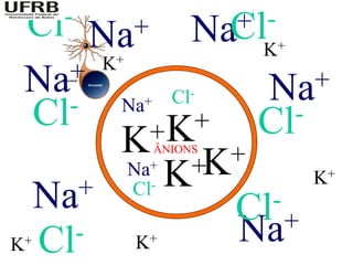 Cl-                      + -
           Na+          NaCl K+
           K+
 Na +                            +
   -        Na+       Cl-    Na
 Cl               +K +       Cl-
            K     ÂNIONS
                         +
                Na+
                    K +K          K+
     Na+        Cl-
                              -
                            Cl+
K+   Cl-        K+          Na
 