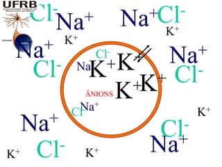 Cl-                   +Cl-
        Na+             Na   K+
           K+
 Na+                               +
       -
                  Cl-
                     +K +       Na-
     Cl     Na+
                K           +   Cl
                ÂNIONS K
                         +K
             Na+
            Cl-                    K+
     Na+                       -
                             Cl
                              +
K+    Cl-       K+          Na
 