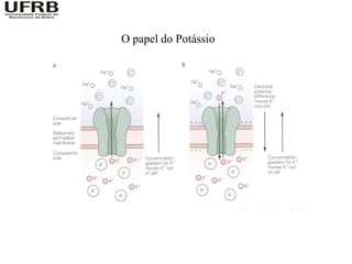 O papel do Potássio
 