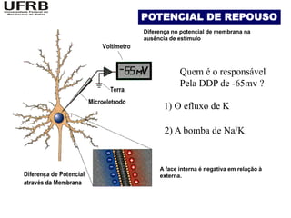 POTENCIAL DE REPOUSO
Diferença no potencial de membrana na
ausência de estimulo




            Quem é o responsável
            Pela DDP de -65mv ?

       1) O efluxo de K

       2) A bomba de Na/K


     A face interna é negativa em relação à
     externa.
 