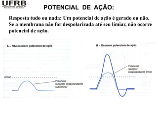 POTENCIAL DE AÇÃO:
Resposta tudo ou nada: Um potencial de ação é gerado ou não.
Se a membrana não for despolarizada até seu limiar, não ocorre
potencial de ação.
 