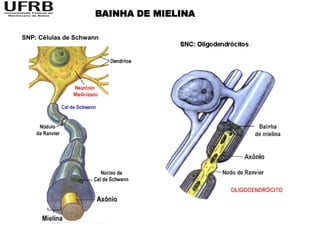 BAINHA DE MIELINA

SNP: Células de Schwann
 