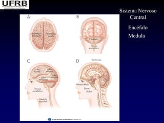 Sistema Nervoso
     Central
   Encéfalo
   Medula
 