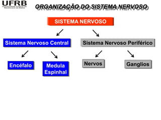 ORGANIZAÇÃO DO SISTEMA NERVOSO

                 SISTEMA NERVOSO


Sistema Nervoso Central   Sistema Nervoso Periférico



 Encéfalo      Medula     Nervos          Ganglios
              Espinhal
 