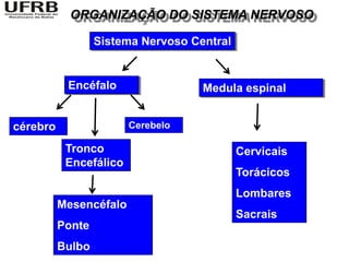 ORGANIZAÇÃO DO SISTEMA NERVOSO

                  Sistema Nervoso Central


           Encéfalo                 Medula espinal


cérebro                 Cerebelo

           Tronco                           Cervicais
           Encefálico
                                            Torácicos
                                            Lombares
          Mesencéfalo
                                            Sacrais
          Ponte
          Bulbo
 