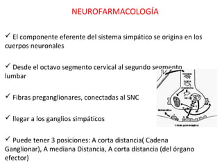 NEUROFARMACOLOGÍA

 El componente eferente del sistema simpático se origina en los
cuerpos neuronales

 Desde el octavo segmento cervical al segundo segmento
lumbar

 Fibras preganglionares, conectadas al SNC

 llegar a los ganglios simpáticos

 Puede tener 3 posiciones: A corta distancia( Cadena
Ganglionar), A mediana Distancia, A corta distancia (del órgano
efector)
 