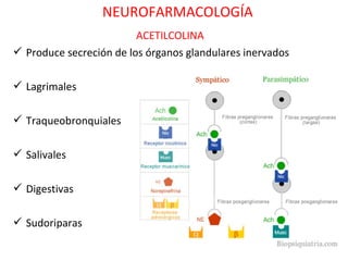 NEUROFARMACOLOGÍA
                         ACETILCOLINA
 Produce secreción de los órganos glandulares inervados

 Lagrimales

 Traqueobronquiales

 Salivales

 Digestivas

 Sudoriparas
 
